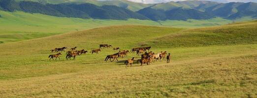 Herde von das kazakh Pferd, es ist hoch im Berge zu in der Nähe von Almatie foto