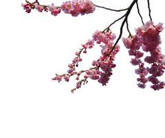 abstrakte Blume blühende Zweig-Overlays von Frühling Kirschblüten-Baum auf weiß. foto
