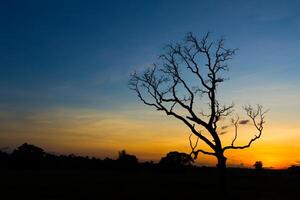 Baum Silhouette Sonnenuntergang foto