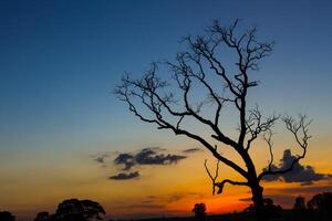 groß Baum Silhouette Sonnenuntergang foto