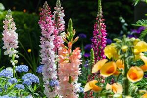 beschwingt Blumen Blühen im Garten, Einweichen oben das Sommer- Sonnenschein foto