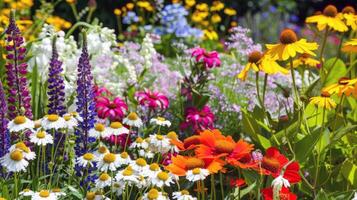 beschwingt Blumen Blühen im Garten, Einweichen oben das Sommer- Sonnenschein foto