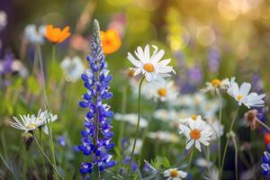 beschwingt Blumen Blühen im Garten, Einweichen oben das Sommer- Sonnenschein foto