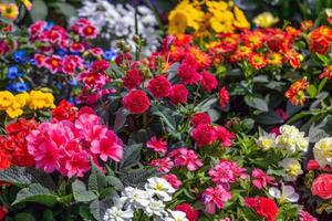 beschwingt Blumen Blühen im Garten, Einweichen oben das Sommer- Sonnenschein foto