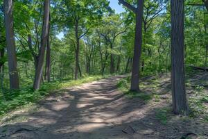 Überdachung von Bäume Bereitstellung Schatten zum still Wanderung durch üppig Wald, entkommen das Sommer- Hitze foto