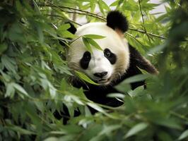 Panda entstehenden von dicht Bambus Dickicht foto