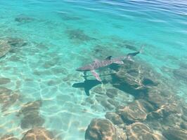 Haie Schwimmen im Kristall klar Wasser foto