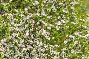 Frühling Blüte, Ast von ein blühen Apfel Baum auf Garten Hintergrund foto