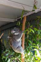 Koala im das National Park, Brisbane, Australien foto