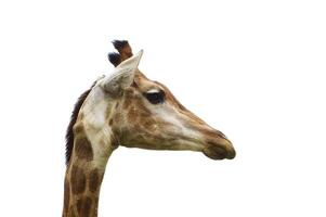 Kopf von ein Giraffe, Safari auf ein Zoo foto