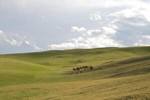 Herde von das kazakh Pferd, es ist hoch im Berge zu in der Nähe von Almatie foto
