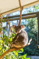 Koala im das National Park, Brisbane, Australien foto