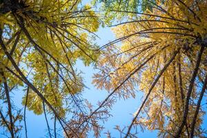 Herbst Park nach das zuerst Schnee im Oktober foto