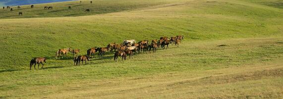 Herde von das kazakh Pferd, es ist hoch im Berge zu in der Nähe von Almatie foto