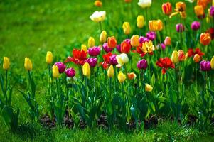 das Tulpen, Blühen im ein Garten. bunt Blumen foto