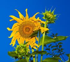 schön Sonnenblume auf das Blau Himmel foto