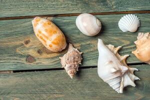 Vielfalt von Meer Muscheln auf ein hölzern Hintergrund foto