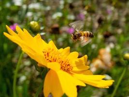 Nahaufnahme Arbeiterbiene fliegt über gelbe Blume im schönen Garten zur Bestäubung foto