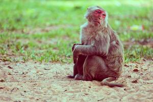 einsam Affe Sitzung auf das Gras foto