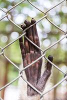 Hand traurig Gibbon hinter das Käfig foto