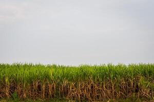 Mais Feld und wolkig Himmel foto