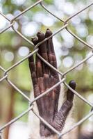 Hand traurig Gibbon hinter das Käfig foto