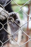 Hand traurig Gibbon hinter das Käfig foto