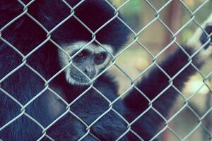 unzufrieden Ausdruck Gibbon foto