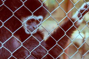 unzufrieden Ausdruck Gibbon foto