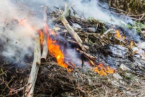 Feuer Verbrennung trocken Baum foto