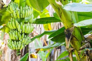 Banane Baum mit ein Bündel foto