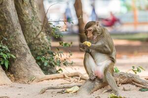 Affe sitzt auf das Baum und isst Banane foto