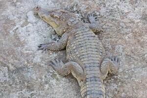 Krokodil Essen Fleisch foto