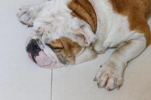 männlich Englisch Bulldogge foto