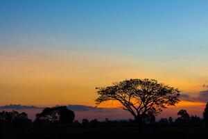 groß Baum Silhouette Sonnenuntergang foto