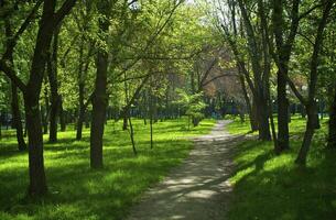 Frühling Park früh im das Morgen foto