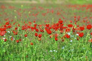 schiffenie Felder es ist rotes-allogo ein Mohn foto