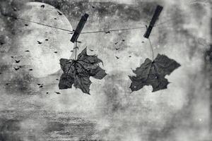 Herbst Ahorn Blatt auf das Original, das Hintergrund mit ein Clip befestigt hängt auf ein Zeichenfolge foto