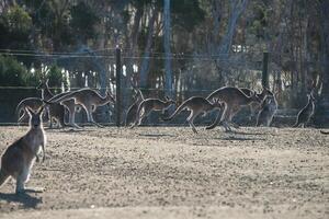 Kängurus im Philipp Insel Tierwelt Park foto