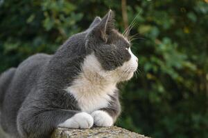 süß Katze auf das niedrig Mauer 4 foto