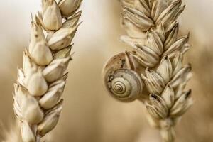 Makro von Schnecke auf Land Feld Spitze foto