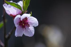 Makro Detail von ein Pfirsich blühen 2 foto