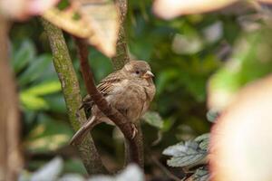 Spatz im das Mitte von Natur 5 foto