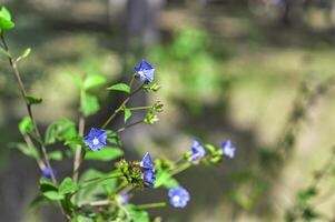 kleine lila Blüten foto