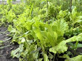 Grün nass Salat im das Garten foto