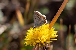 Makro Foto von ein Schmetterling Standort auf ein Gelb Blume