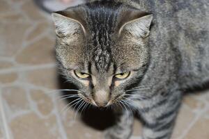 schließen oben Foto von ein bezaubernd Katze