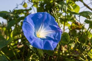 Makro Foto von ein Blau Morgen glühen Blume