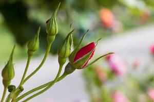 Makro Foto von Blühen Blume Glühbirnen