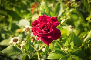 Makro Foto von ein feurig rot Rose